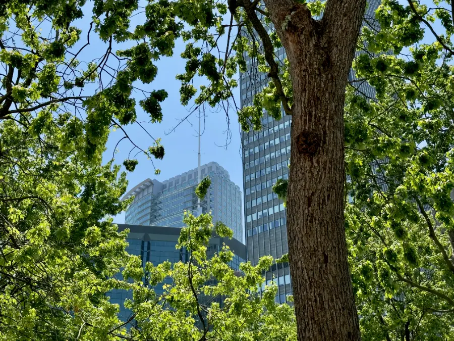 Árboles frente a torres de cristal